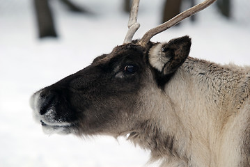 Image showing Reindeer