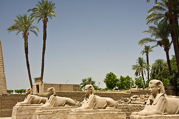 Image showing Luxor temple