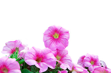 Image showing Beautiful Pink Petunias