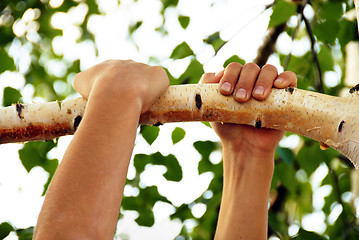 Image showing Hanging on branch