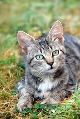 Image showing Lying gray cat
