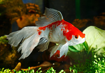 Image showing Goldfish