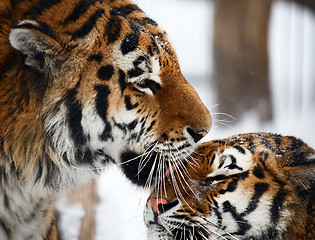 Image showing Tigers love