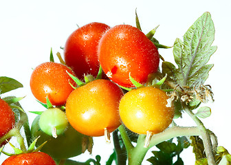 Image showing Tomatoes