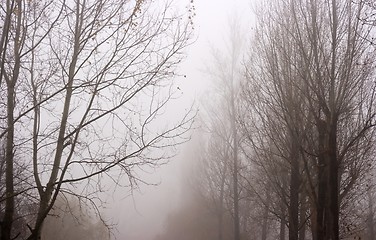 Image showing Fog