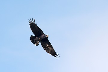 Image showing Crow