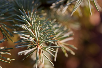 Image showing Pine