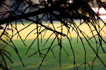 Image showing branches