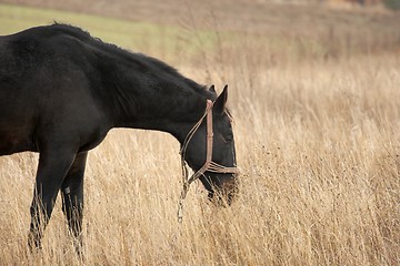 Image showing Horse