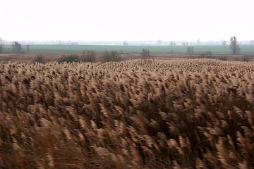 Image showing Wind