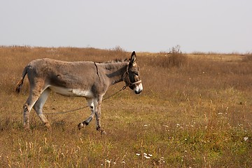 Image showing Donkey