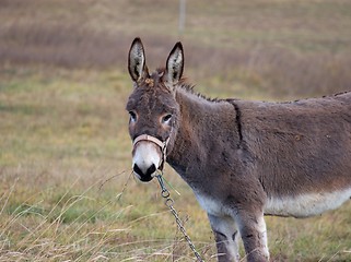 Image showing Donkey