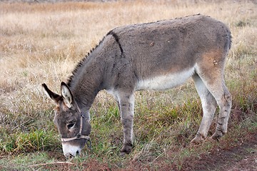 Image showing Donkey