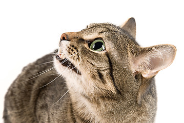 Image showing angry cat 