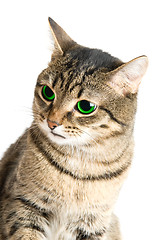 Image showing green eye cat