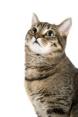 Image showing Top Looking cat