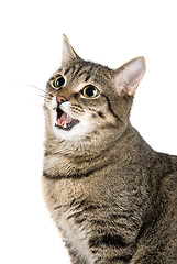 Image showing Mewing cat