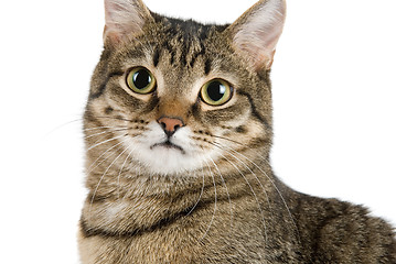 Image showing looking to camera cat