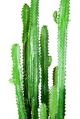 Image showing kaktus