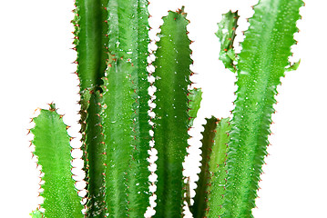 Image showing Green Cactus