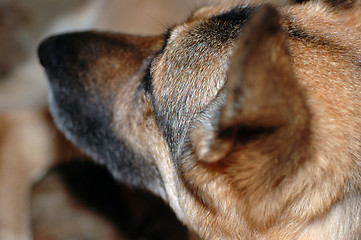 Image showing attentive german shephard