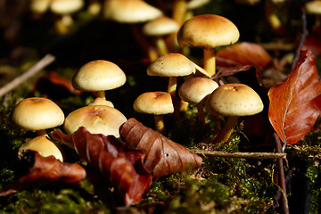 Image showing Closeup of wild mushrooms in the forest