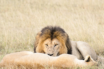 Image showing Lions resting after plentiful  feeding 