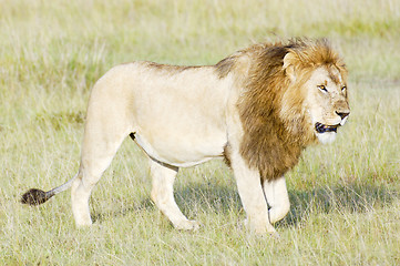 Image showing African lion  walking in savannah