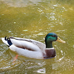 Image showing Mallard duck