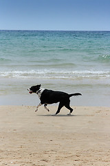 Image showing The dog on the beach