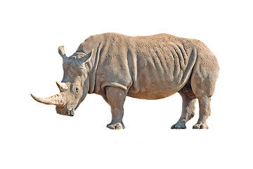 Image showing Strong rhinoceros isolated on white
