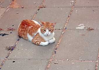 Image showing Sitting cat