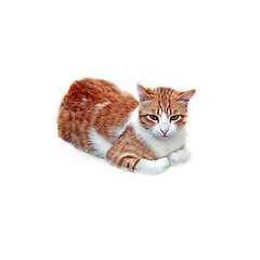 Image showing Sitting cat isolated on white