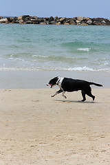 Image showing The dog on the beach