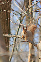 Image showing The squirrel sits in a tree