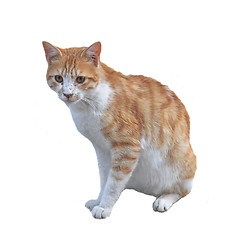 Image showing Sitting cat isolated on white