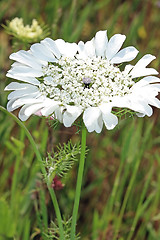 Image showing The closeup of white flower