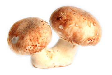 Image showing Fresh mushrooms isolated on white