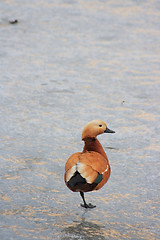 Image showing Wild duck