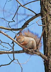 Image showing The squirrel sits in a tree