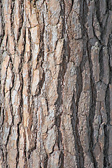 Image showing Wooden texture