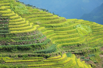 Image showing Longshen Rice Fields