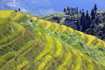 Image showing Longshen Rice Fields