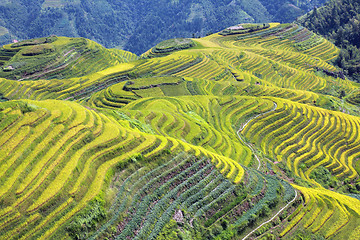 Image showing Longshen Rice Fields III