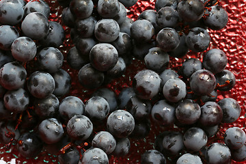 Image showing Blue isabella grape clusters on the glass plate