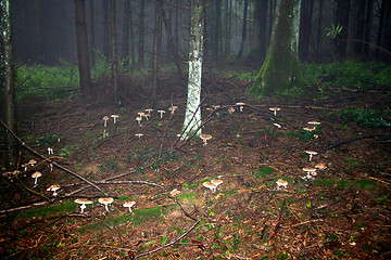 Image showing Fairy Ring