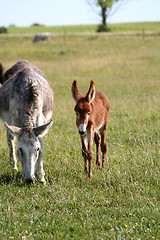 Image showing Donkey