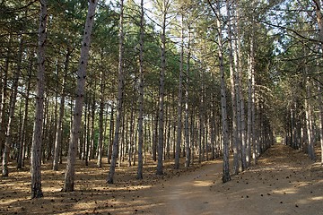 Image showing Forest