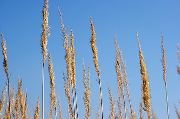 Image showing Plants