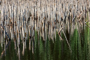 Image showing Swampland